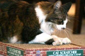 Cease Your Cat From Scratching Furnishings With These Science-Backed Methods