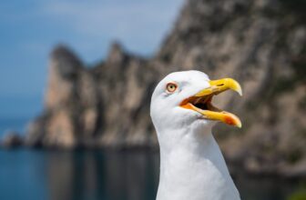 ‘Very Aggravated’ Seagulls Are Waging Conflict on NYC’s Seashore Drones
