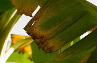 This Fungus Kills Bananas. B-A-N-A-N-A-S. However There’s Hope