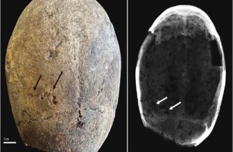 Seventeenth-Century Mummified Brains Take a look at Optimistic for Cocaine