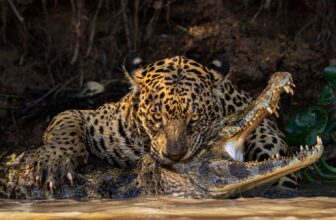 Sink Your Enamel Into the Finest Nature Photographs of the Yr