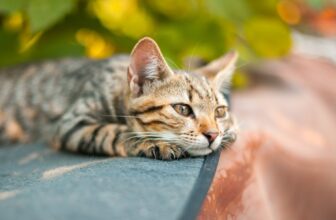 Even Cats Can Mourn, Examine Suggests