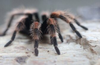 Creepy Tarantula Hair Serves a Shocking Evolutionary Objective, Research Suggests