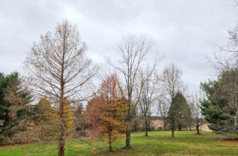 The Little Issues Publication #444 – Life, laughter, and many nice meals!