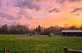 The Little Issues Publication #467 – Life, laughter, and many nice meals!